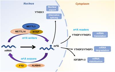 Crosstalk Between Histone and m6A Modifications and Emerging Roles of m6A RNA Methylation